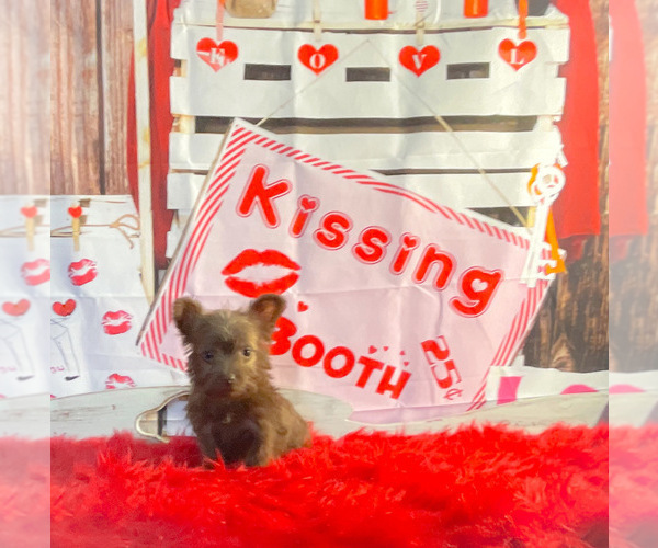 Medium Photo #1 Schnoodle (Miniature) Puppy For Sale in KINSTON, NC, USA