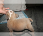 Small Photo #4 English Bulldog Puppy For Sale in FORT GIBSON, OK, USA