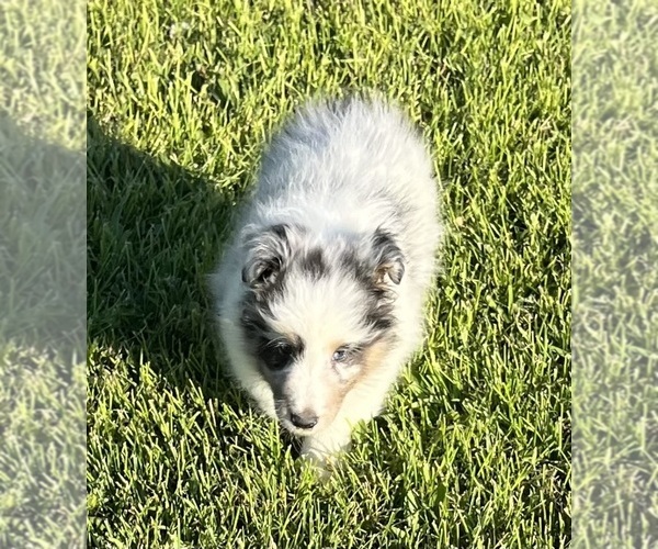 Medium Photo #16 Shetland Sheepdog Puppy For Sale in FORT MORGAN, CO, USA