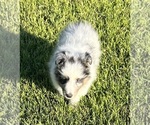 Small #15 Shetland Sheepdog