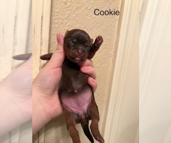 Medium Photo #2 Shorkie Tzu Puppy For Sale in SCOTTSDALE, AZ, USA