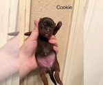 Small #1 Shorkie Tzu