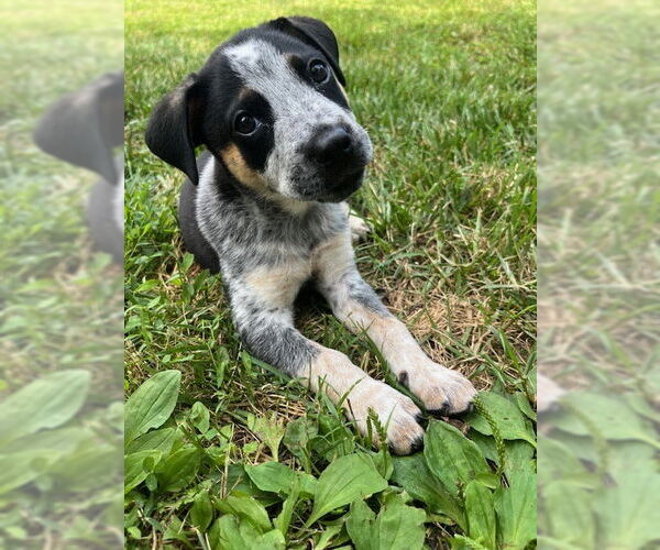 Medium Photo #1 Mutt Puppy For Sale in Garden City, NY, USA