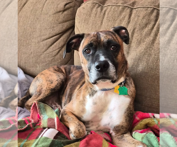 Medium Photo #5 Boxer Puppy For Sale in Burnsville, MN, USA