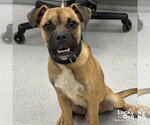 Small #1 Boxer Mix