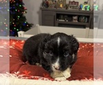 Small Photo #17 Australian Shepherd Puppy For Sale in SALISBURY, NC, USA