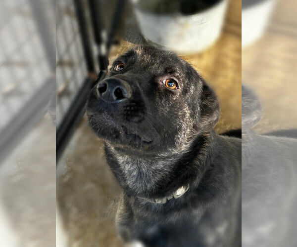 Medium Photo #1 German Shepherd Dog-Unknown Mix Puppy For Sale in Albemarle, NC, USA