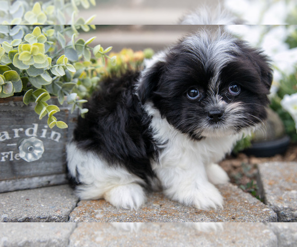 Medium Photo #2 Shiranian Puppy For Sale in MIDDLEBURY, IN, USA