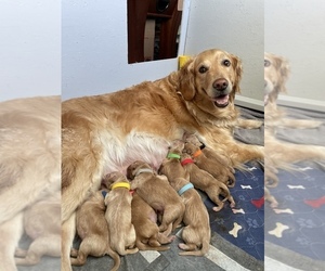 Mother of the Golden Retriever puppies born on 04/23/2023
