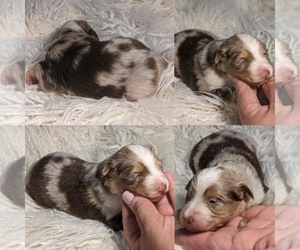 Miniature Australian Shepherd Puppy for sale in BROOKER, FL, USA