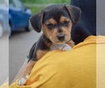 Small #3 Beagle-Chihuahua Mix