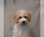 Small #3 Poochon