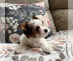 Small Photo #12 Biewer Terrier Puppy For Sale in CANBY, OR, USA
