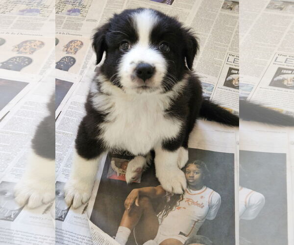 Medium Photo #3 Border Collie-Unknown Mix Puppy For Sale in Agoura Hills, CA, USA