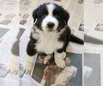 Small #2 Border Collie Mix