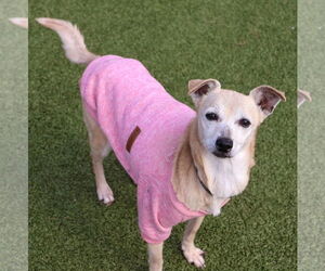 Chiweenie Dogs for adoption in Rockaway, NJ, USA