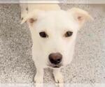 Small Photo #3 Carolina Dog Puppy For Sale in Houston, TX, USA