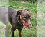Small #5 Doberman Pinscher