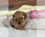 Puppy Sadie Cavapoo-Poodle (Toy) Mix