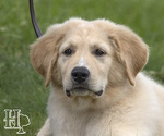 Small Photo #1 Golden Pyrenees Puppy For Sale in ELLENBORO, NC, USA