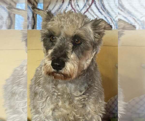 Medium Photo #1 Mutt Puppy For Sale in HOPKINSVILLE/PRINCETON, KY, NH, USA