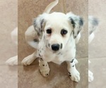 Small Dalmatian
