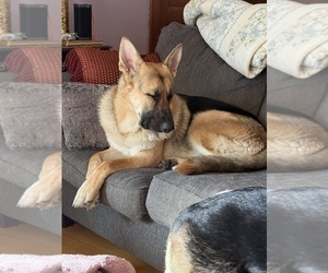 Father of the German Shepherd Dog puppies born on 03/31/2026