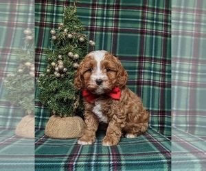 Cavapoo Puppy for sale in QUARRYVILLE, PA, USA