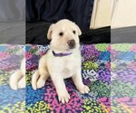 WinterWonderlan - Female German Shepherd Dog Puppy for Sale - Photo #8