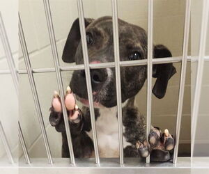 American Pit Bull Terrier Dogs for adoption in Decatur, IL, USA