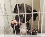 Small American Pit Bull Terrier