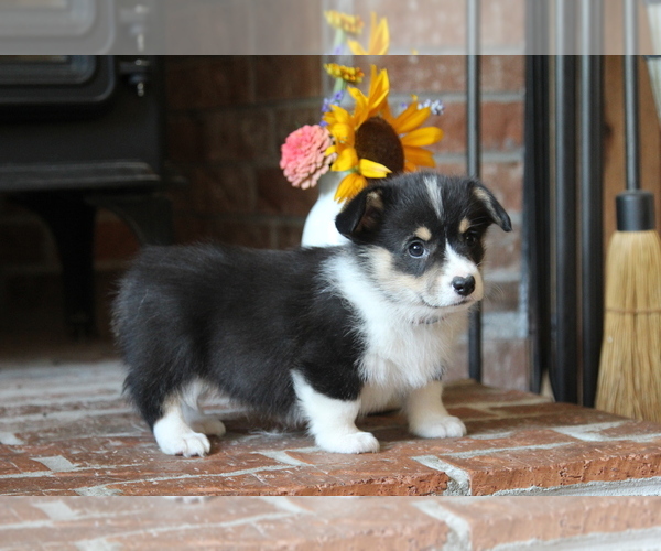 Medium Photo #6 Pembroke Welsh Corgi Puppy For Sale in FAIR GROVE, MO, USA