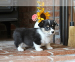 Small #5 Pembroke Welsh Corgi