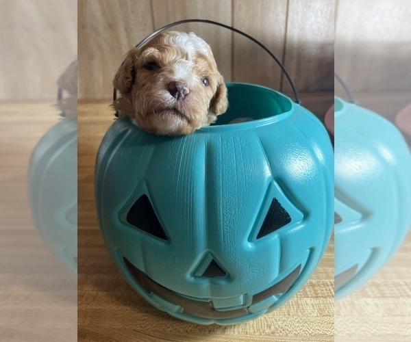 Medium Photo #2 Cavapoo Puppy For Sale in LAFAYETTE, TN, USA