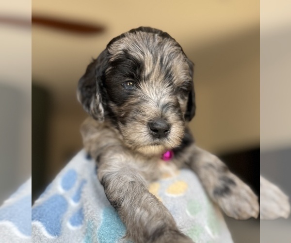 Medium Photo #2 Goldendoodle Puppy For Sale in TUCSON, AZ, USA