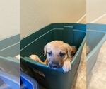 Small Photo #8 Labrador Retriever-Mutt Mix Puppy For Sale in BAKERSFIELD, CA, USA
