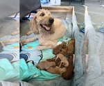Small #3 Goldendoodle