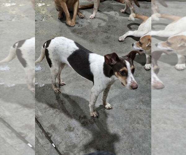 Medium Photo #9 Mutt Puppy For Sale in New York, NY, USA