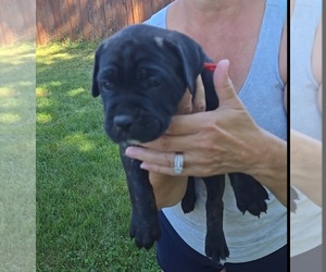 Cane Corso Puppy for sale in CAMBY, IN, USA