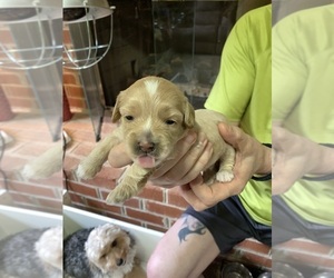 YorkiePoo Puppy for sale in LYNCHBURG, VA, USA