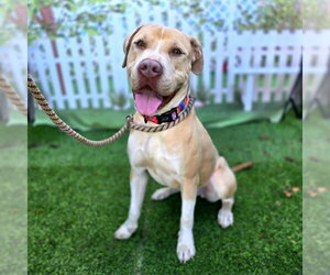 *SUNSHINE - Female Mutt Dog for Adoption - Photo #2