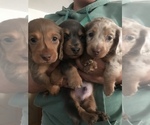 Small Photo #3 Dachshund Puppy For Sale in CO SPGS, CO, USA