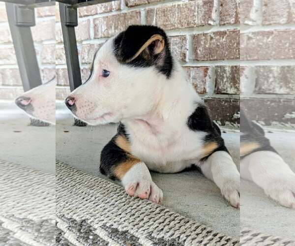 Medium Photo #5 Labrador Retriever-Unknown Mix Puppy For Sale in The Woodlands, TX, USA