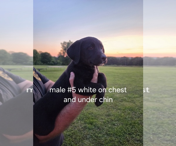 Medium Photo #10 Aussiedor Puppy For Sale in COOPERSTOWN, PA, USA