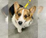 Small #3 Pembroke Welsh Corgi