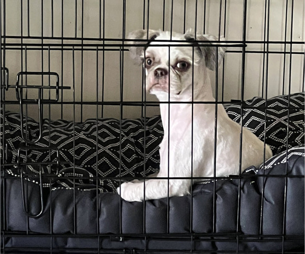 Medium Photo #8 Shih Tzu Puppy For Sale in MIAMI, FL, USA