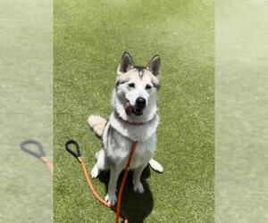 Siberian Husky Dogs for adoption in Upland, CA, USA