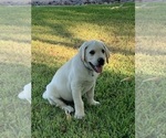 Small Photo #12 Labrador Retriever Puppy For Sale in MESA, AZ, USA