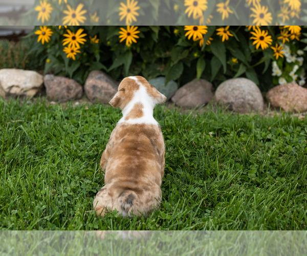 Medium Photo #7 English Bulldog Puppy For Sale in BOURBON, IN, USA