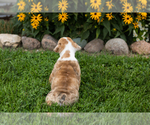 Small #6 English Bulldog